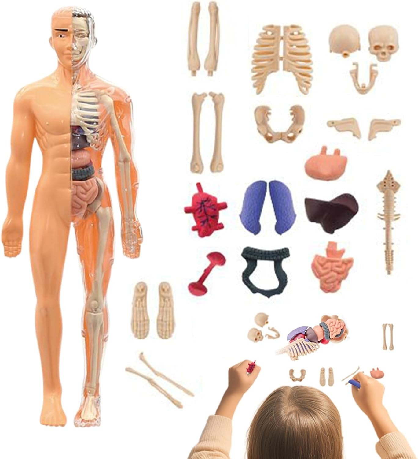 STEM Human Body Anatomy Model Kit Learning Toy - 24A
