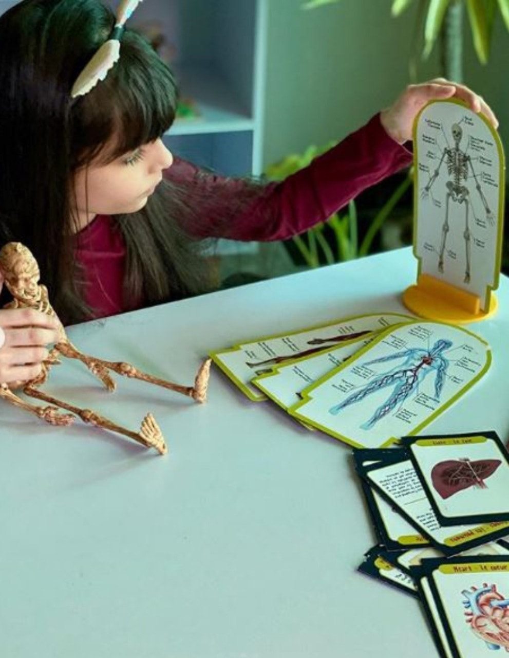 Buy I'm A Genius Human Anatomy Learning Kit With Illustrated Cards And Plastic Skeleton Buy I'm A Genius Human Anatomy Learning Kit With Illustrated Cards And Plastic Skeleton