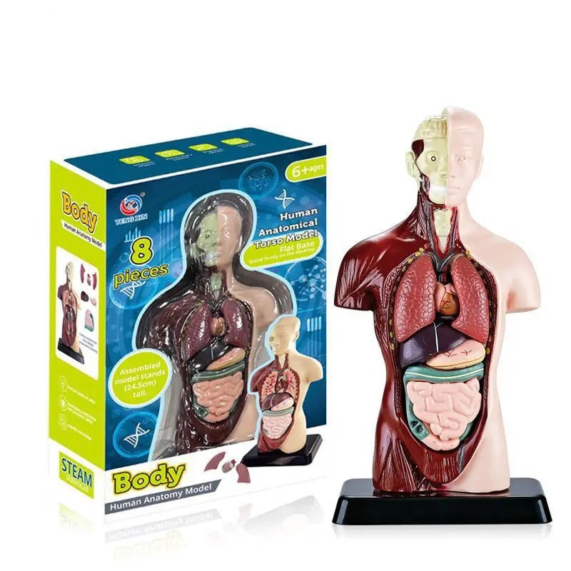 Human Torso Body Anatomy Model - 027