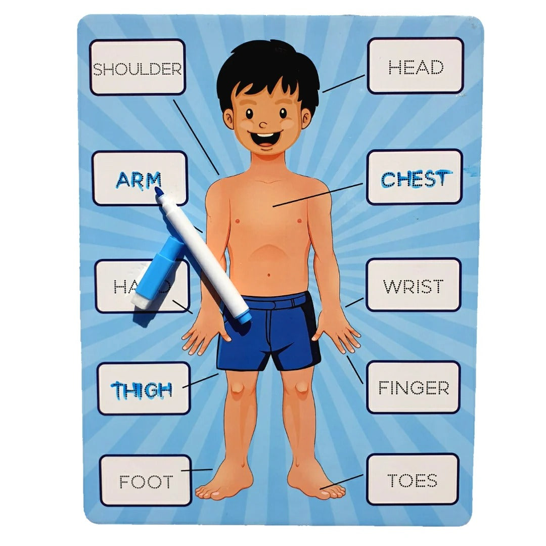 2in1 Human Body Knob Double Sided Board With Writing Activity - 402