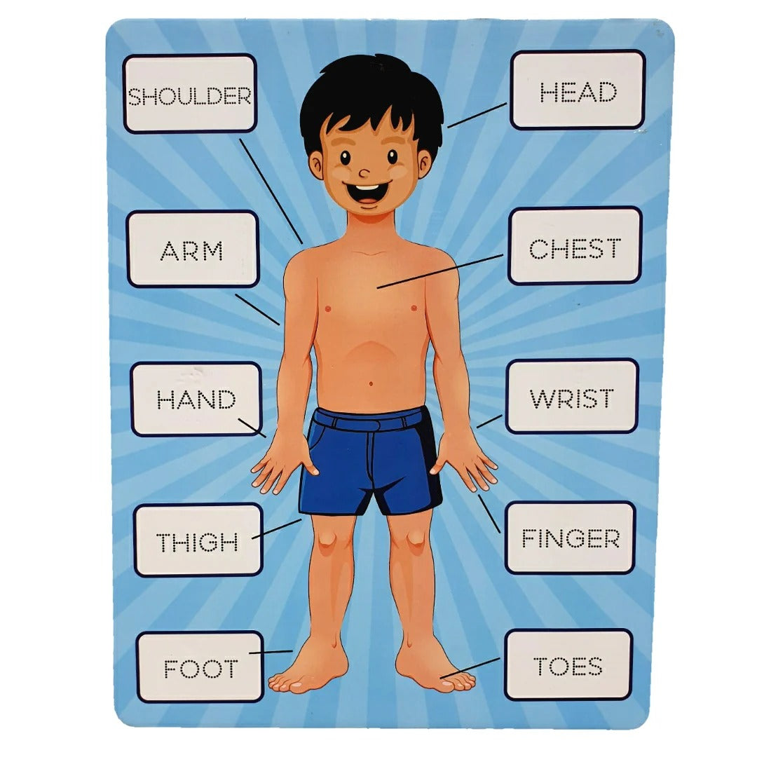 2in1 Human Body Knob Double Sided Board With Writing Activity - 402