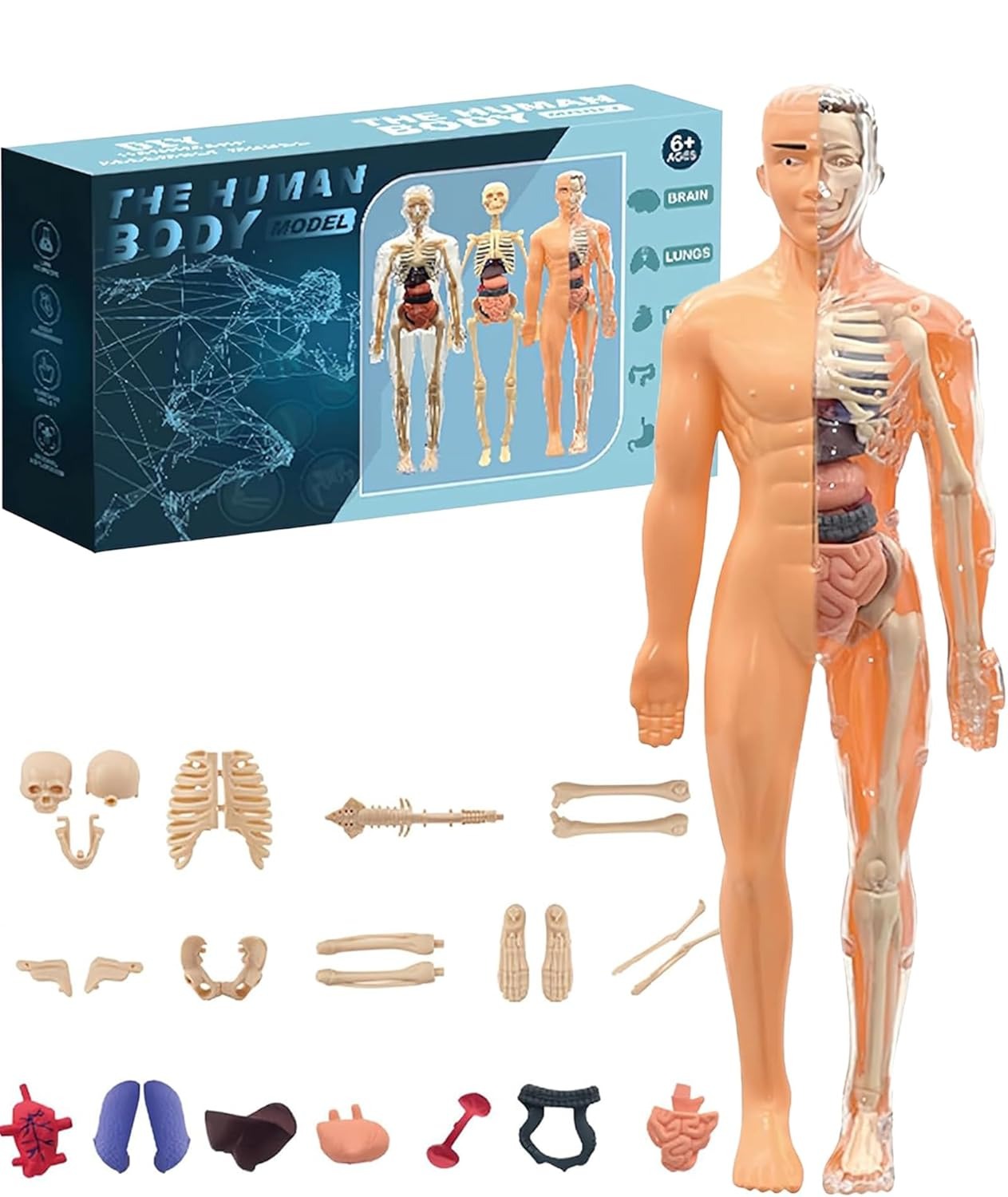 STEM Human Body Anatomy Model Kit Learning Toy - 24A