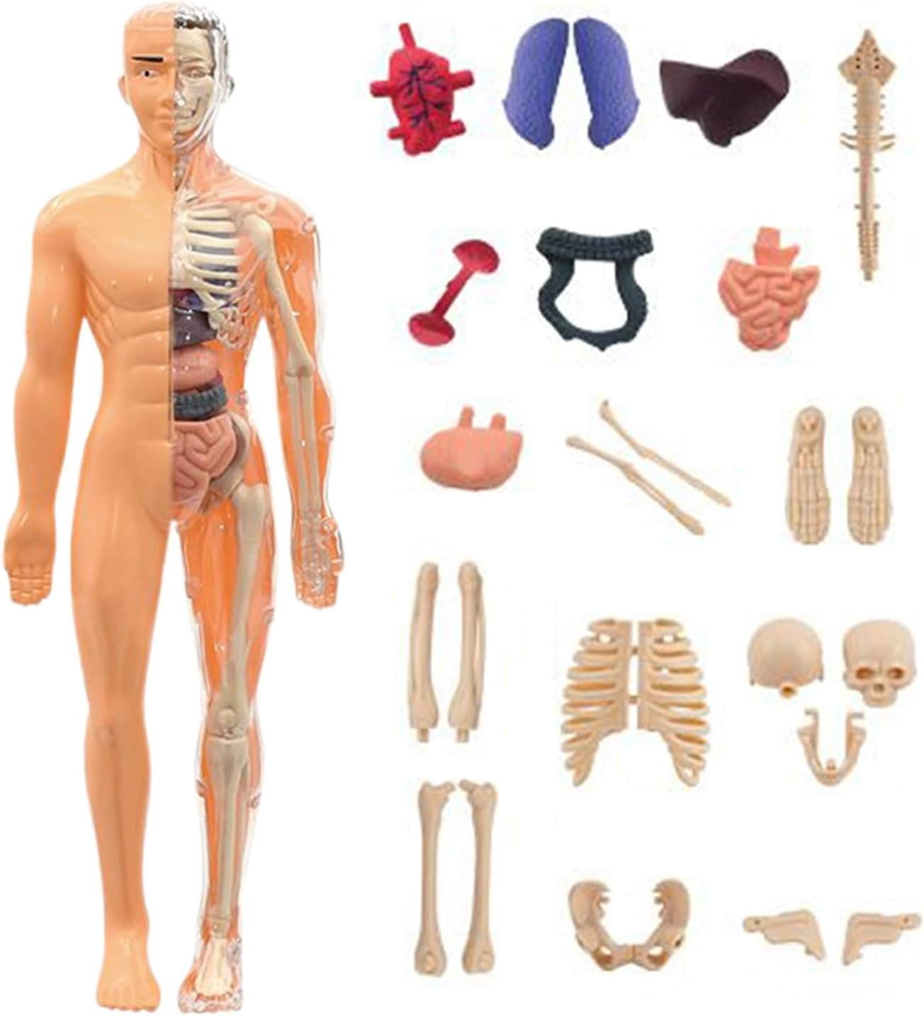 STEM Human Body Anatomy Model Kit Learning Toy - 24A